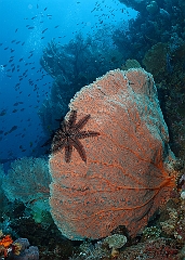 Raja Ampat 2016 - Corail - IMG_4977_rc